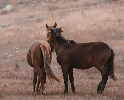 Los caballos en Durango y sus 3 usos más comunes, ¿son todos legales?