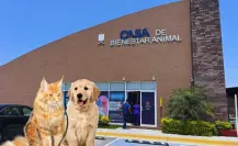 Pulgas y garrapatas en perros y gatos: síntomas, tratamiento y prevención según expertos en San Nicolás