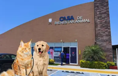 Pulgas y garrapatas en perros y gatos: síntomas, tratamiento y prevención según expertos en San Nicolás