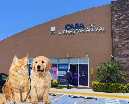 Pulgas y garrapatas en perros y gatos: síntomas, tratamiento y prevención según expertos en San Nicolás