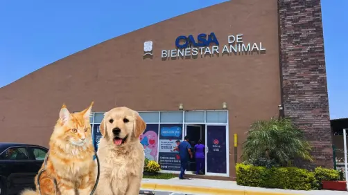 Pulgas y garrapatas en perros y gatos: síntomas, tratamiento y prevención según expertos en San Nicolás