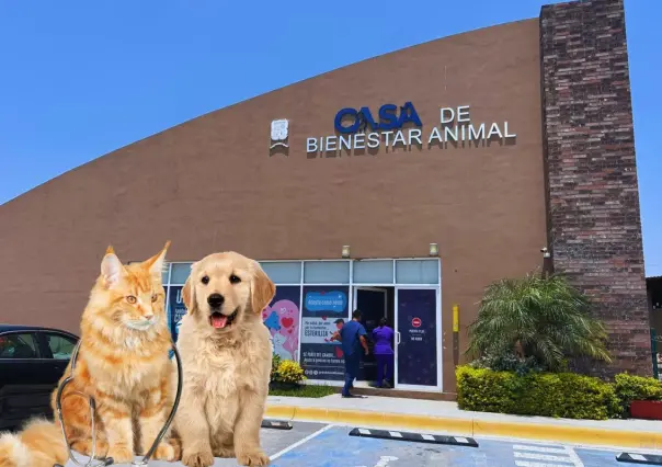 Pulgas y garrapatas en perros y gatos: síntomas, tratamiento y prevención según expertos en San Nicolás
