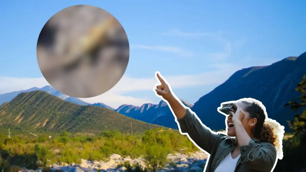 Este animal nativo de Nuevo León se esconde bajo piedras en los bosques de la sierra
