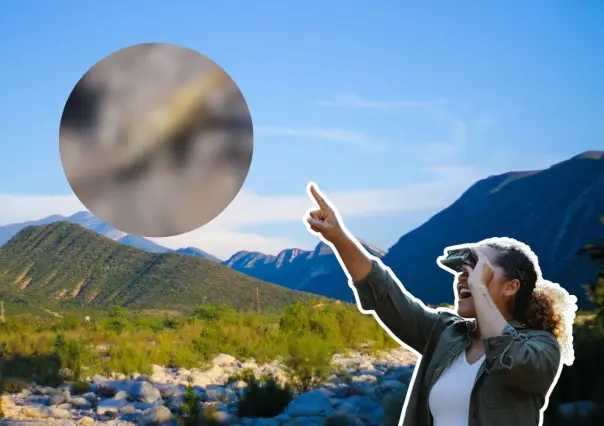Este animal nativo de Nuevo León se esconde bajo piedras en los bosques de la sierra