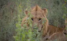 ¿Hay un león suelto en Veracruz? Esto es lo que se sabe