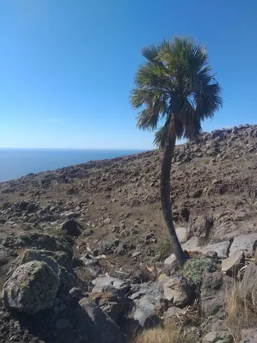 Foto: iNaturalist MX.