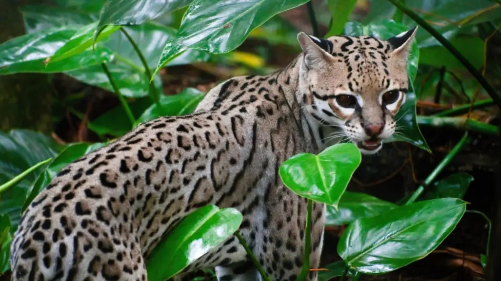 El increíble y escurridizo animal nativo de Durango del que se reportan pocos avistamientos