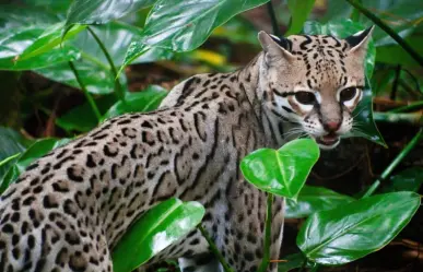 El increíble y escurridizo animal nativo de Durango del que se reportan pocos avistamientos