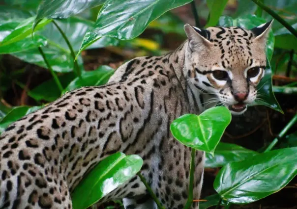 El increíble y escurridizo animal nativo de Durango del que se reportan pocos avistamientos