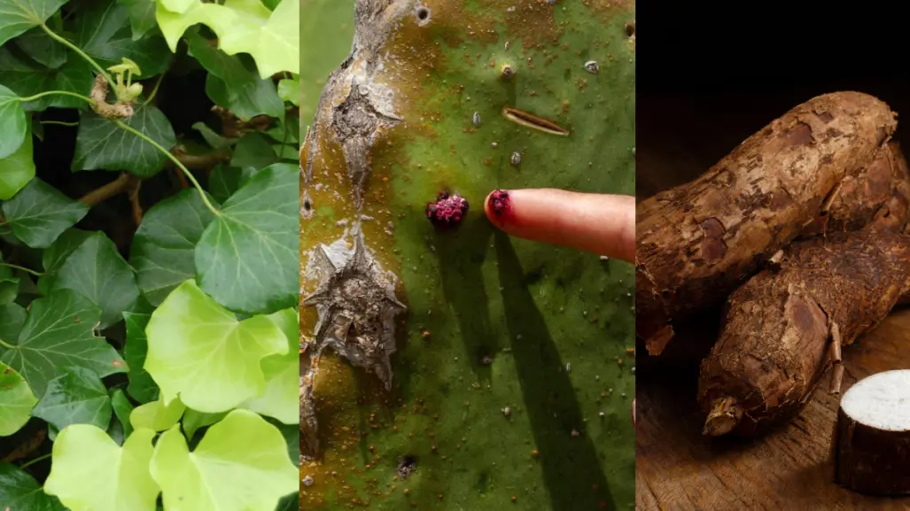 3 plantas venenosas de Tamaulipas