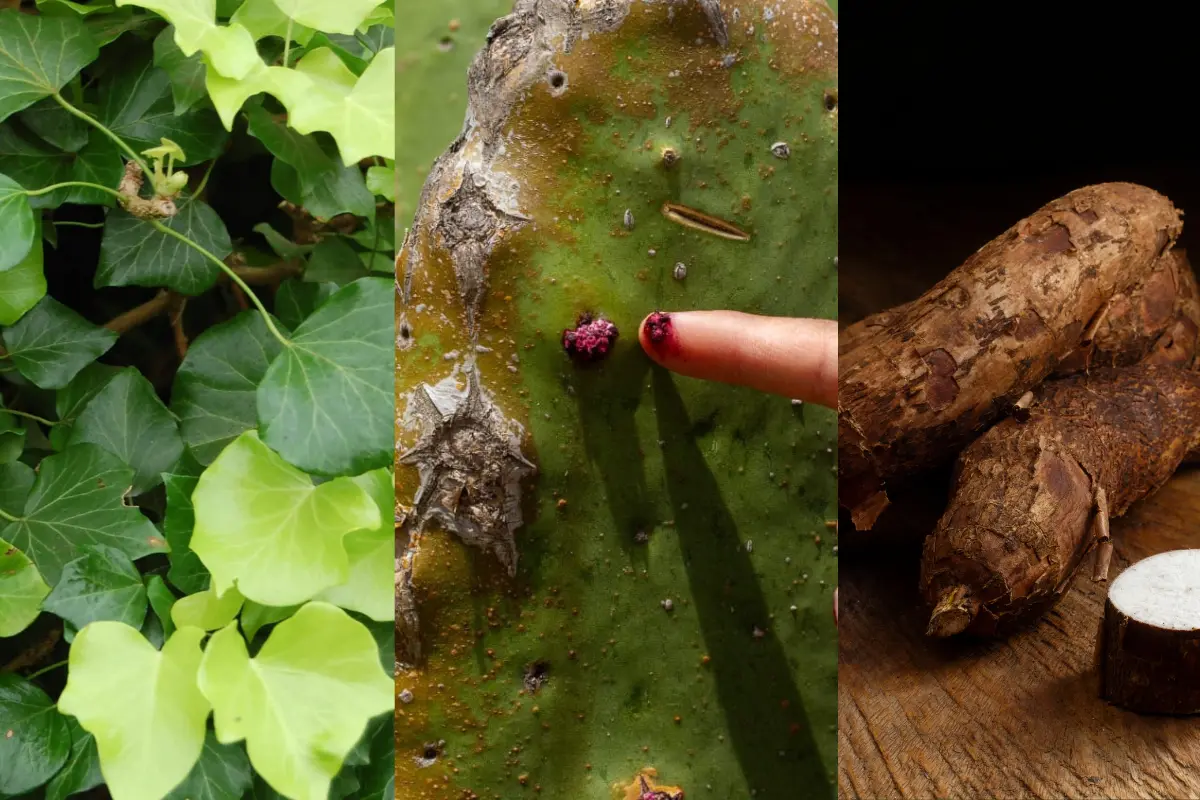 Descubre las especies letales de plantas en Tamaulipas, como la hiedra venenosa y la yuca silvestre