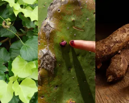 3 plantas venenosas de Tamaulipas