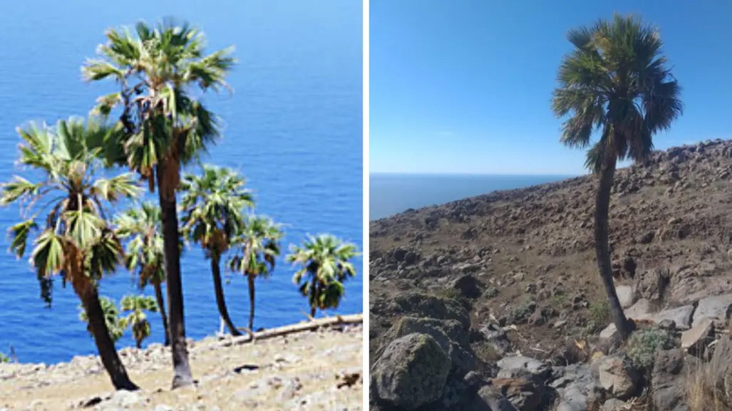 En Isla Guadalupe crece esta palmera única en el mundo que vive hasta un siglo