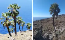 En Isla Guadalupe crece esta palmera única en el mundo que vive hasta un siglo