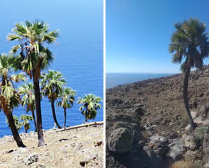 En Isla Guadalupe crece esta palmera única en el mundo que vive hasta un siglo