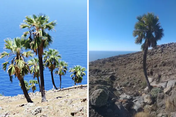 En Isla Guadalupe crece esta palmera única en el mundo que vive hasta un siglo