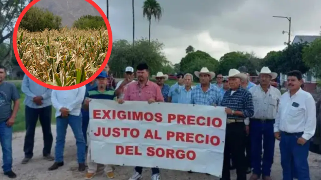 Desarrollo Rural: "apoyos a productores de sorgo rebasa capacidad de gobierno del estado