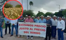 Desarrollo Rural: “apoyos a productores de sorgo rebasa capacidad de gobierno del estado
