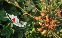 El río de Durango que hizo posible el nacimiento de un municipio cacahuatero