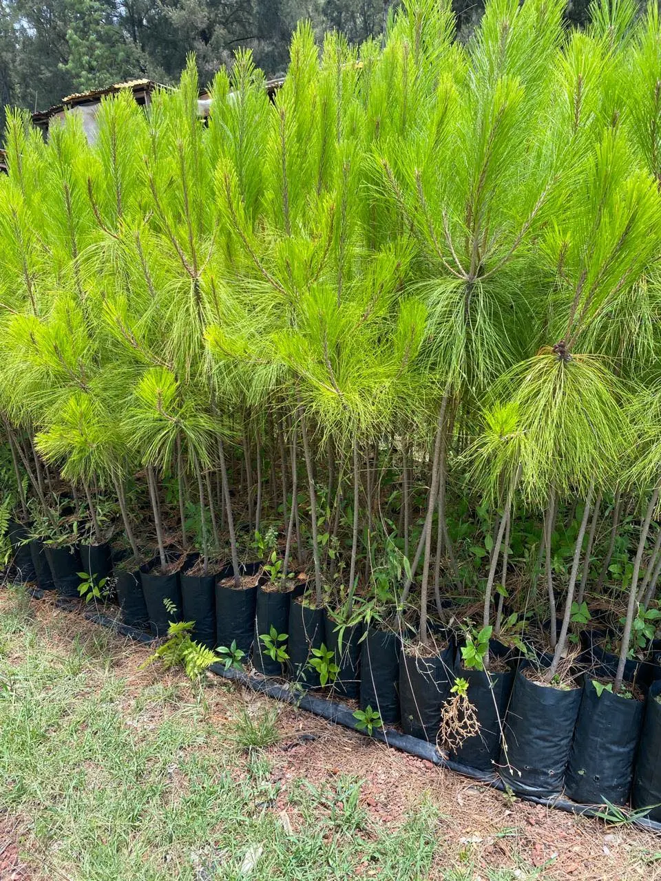 Foto: Vivero Forestal Morelia, en Facebook
