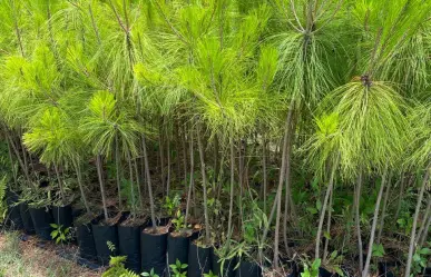El árbol nativo de Durango que, en su juventud, llena el bosque de un aroma especial