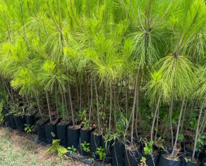 El árbol nativo de Durango que, en su juventud, llena el bosque de un aroma especial