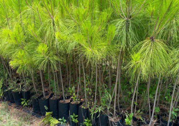 El árbol nativo de Durango que, en su juventud, llena el bosque de un aroma especial