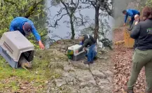 Liberan a animales silvestres nativos rescatados por autoridades de Durango