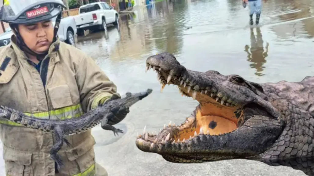 Esto es lo que han hecho con 300 cocodrilos en el sur de Tamaulipas