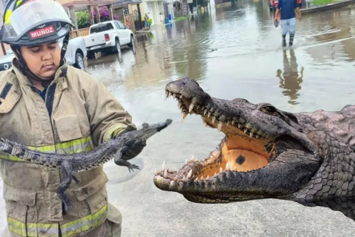 Descubre por qué las autoridades de Tamaulipas están en alerta por la reubicación de cocodrilos en zonas urbanas. Medidas de protección civil ante estos reptiles