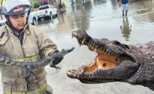 Esto es lo que han hecho con 300 cocodrilos en el sur de Tamaulipas