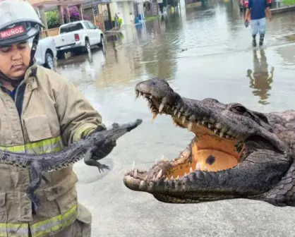 Esto es lo que han hecho con 300 cocodrilos en el sur de Tamaulipas