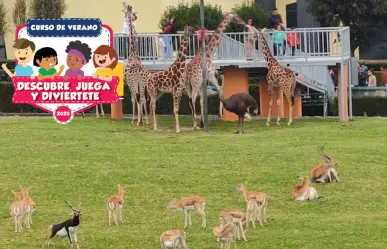 Estas vacaciones el zoológico de Zacango impartirá un curso de verano