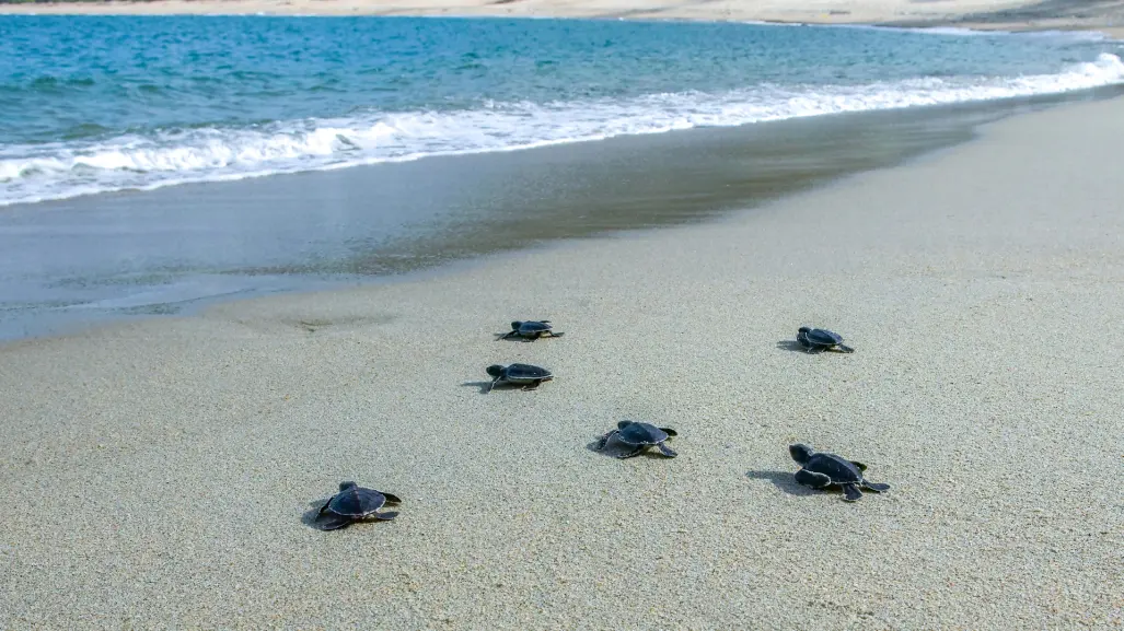 El pueblo mágico de Oaxaca con playa donde puedes liberar crías de tortuga