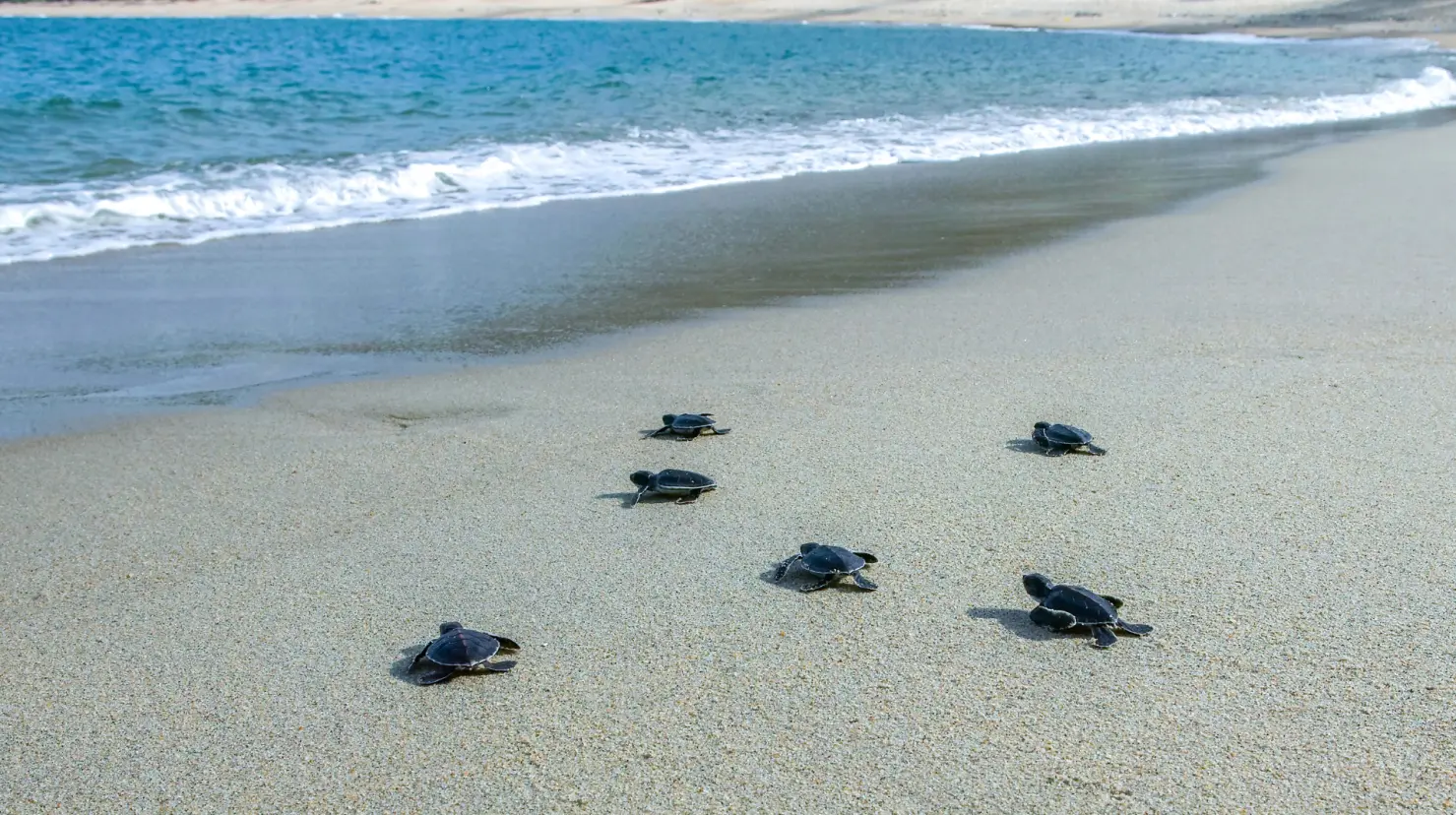 El pueblo mágico de Oaxaca con playa donde puedes liberar crías de tortuga. Foto: Canva