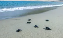 El pueblo mágico de Oaxaca con playa donde puedes liberar crías de tortuga