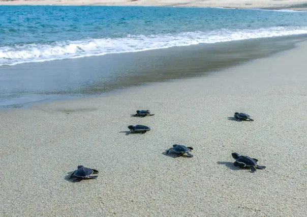 El pueblo mágico de Oaxaca con playa donde puedes liberar crías de tortuga