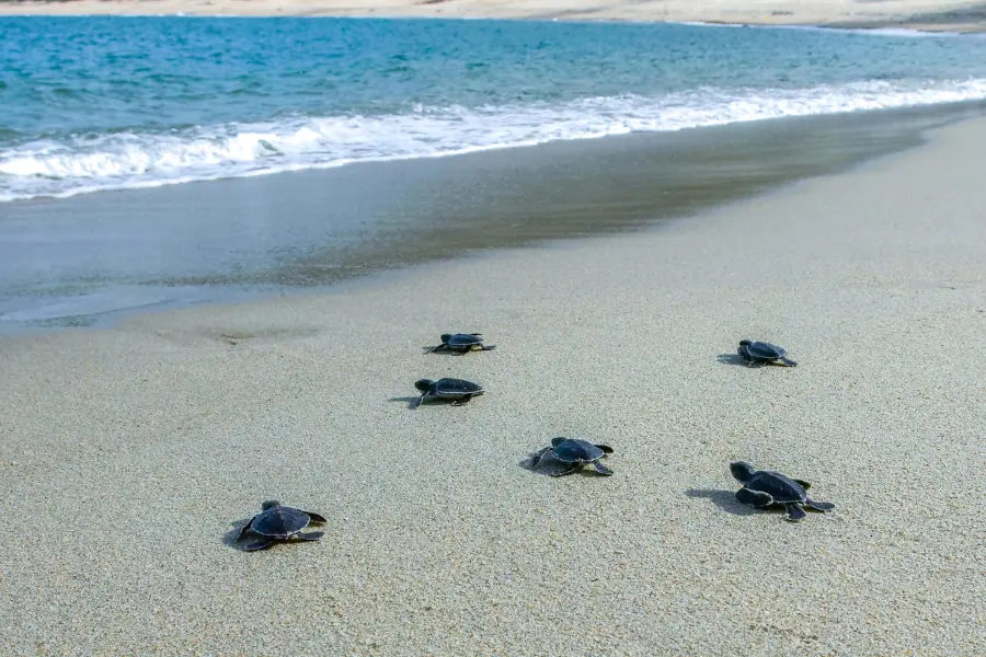 El pueblo mágico de Oaxaca con playa donde puedes liberar crías de tortuga
