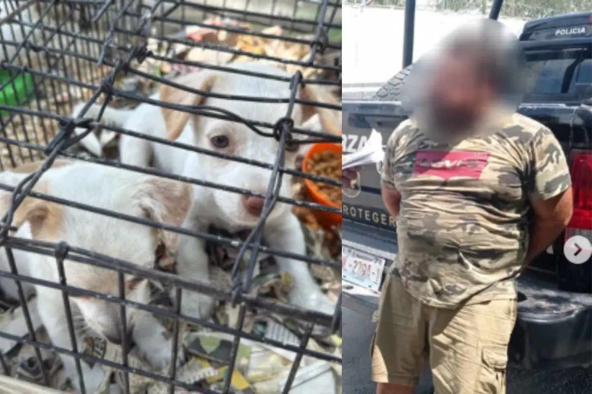 Reportar cualquier caso de maltrato animal o venta ilegal marcando al número 070. Foto: Canva