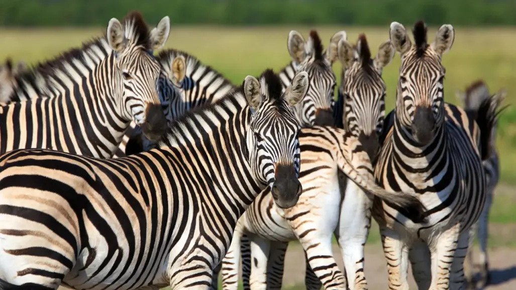 En este parque ecológico puedes conocer cebras, jirafas y otros animales salvajes