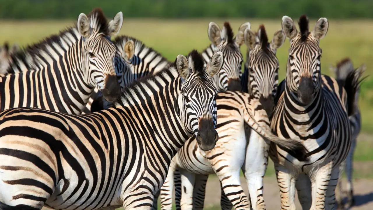 En este parque ecológico puedes conocer cebras, jirafas y otros animales salvajes. Foto: Canva / POSTA