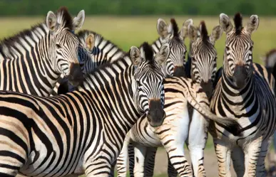 En este parque ecológico puedes conocer cebras, jirafas y otros animales salvajes