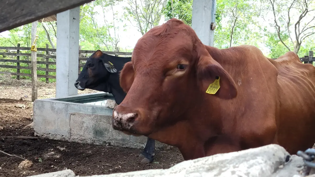 La mayoría de los casos del gusano barrenador se detectó en bovinos Foto: Seder Yucatán