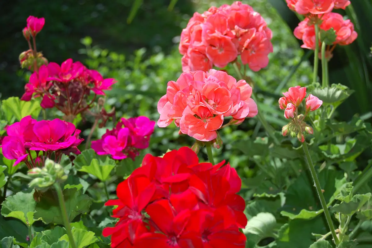 Descubre cómo lograr geranios espectaculares este verano con consejos de abono natural que comparten los jardineros más expertos. Foto: Canva