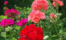 Guía práctica para hacer abono casero para geranios y lograr flores más vivas en verano