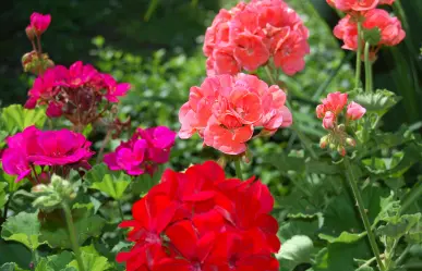 Guía práctica para hacer abono casero para geranios y lograr flores más vivas en verano