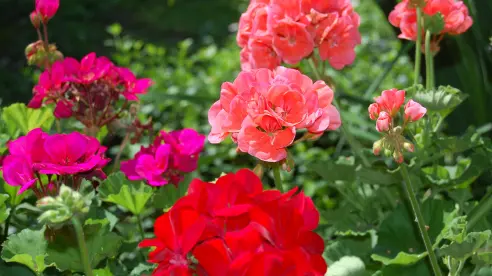 Guía práctica para hacer abono casero para geranios y lograr flores más vivas en verano