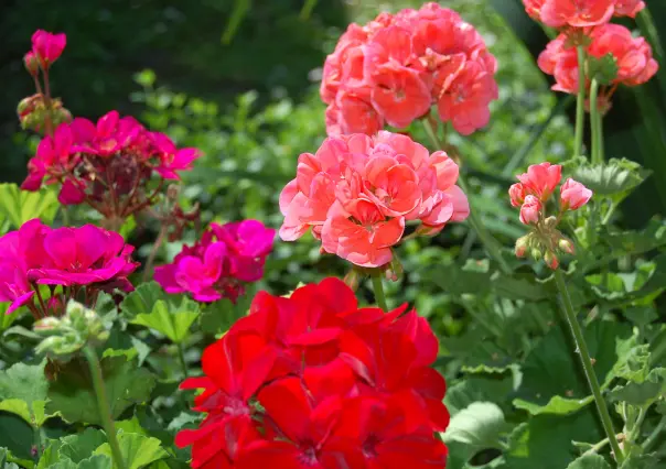Guía práctica para hacer abono casero para geranios y lograr flores más vivas en verano