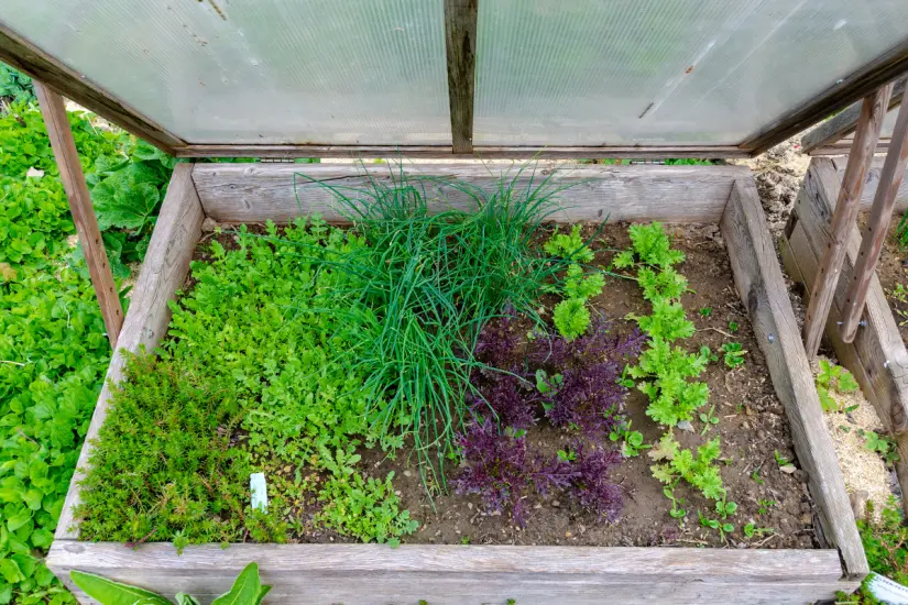 Impresiona a tus invitados este verano con geranios espectaculares gracias a esta guía de abono natural muy efectiva. Foto: Canva