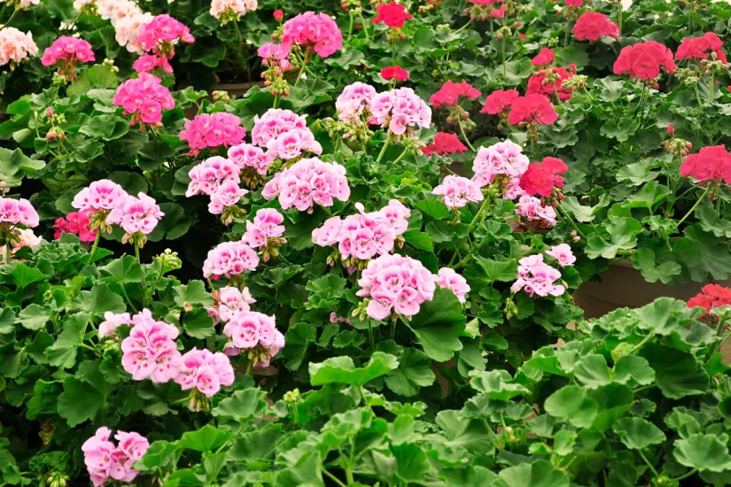 Dale vida a tu jardín con geranios espléndidos usando este maravilloso abono natural que han recomendado los jardineros profesionales. Foto: Canva